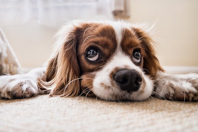 image chien triste