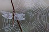 rosée et toile d'araignée : https://pixabay.com/fr/photos/libellule-ros%c3%a9e-toile-d-araign%c3%a9e-1729157/
