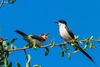 hirondelles : https://pixabay.com/fr/photos/tyrans-de-l-est-des-oiseaux-animaux-7247450/