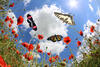 papillons : https://fr.dreamstime.com/photo-libre-droits-papillons-printemps-image39032655